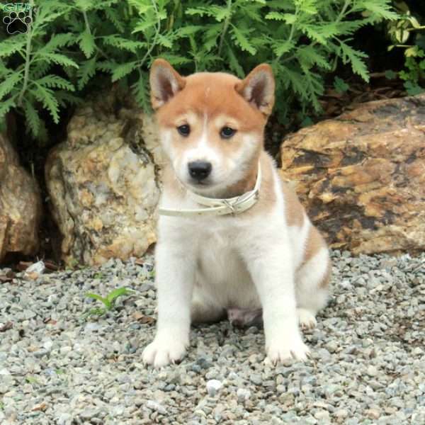 Toby, Shiba Inu Puppy