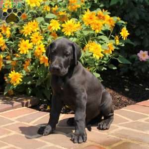 Toby, Great Dane Puppy