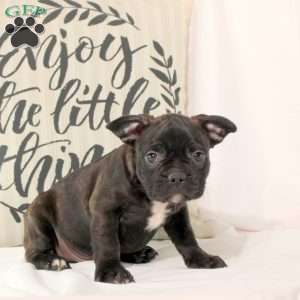 Toby, Frenchton Puppy