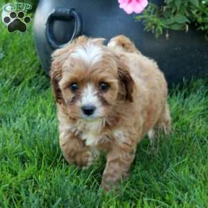 Toby, Cavapoo Puppy