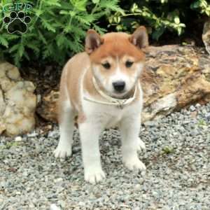 Toby, Shiba Inu Puppy