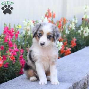 Toby, Miniature Australian Shepherd Puppy