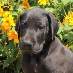Toby, Great Dane Puppy