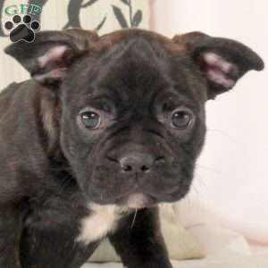 Toby, Frenchton Puppy