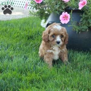 Toby, Cavapoo Puppy