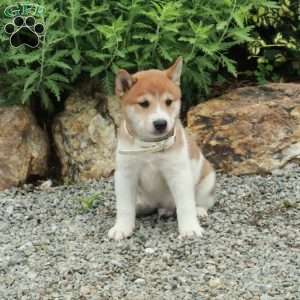 Toby, Shiba Inu Puppy