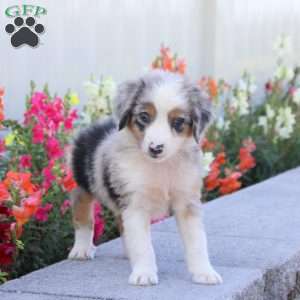 Toby, Miniature Australian Shepherd Puppy