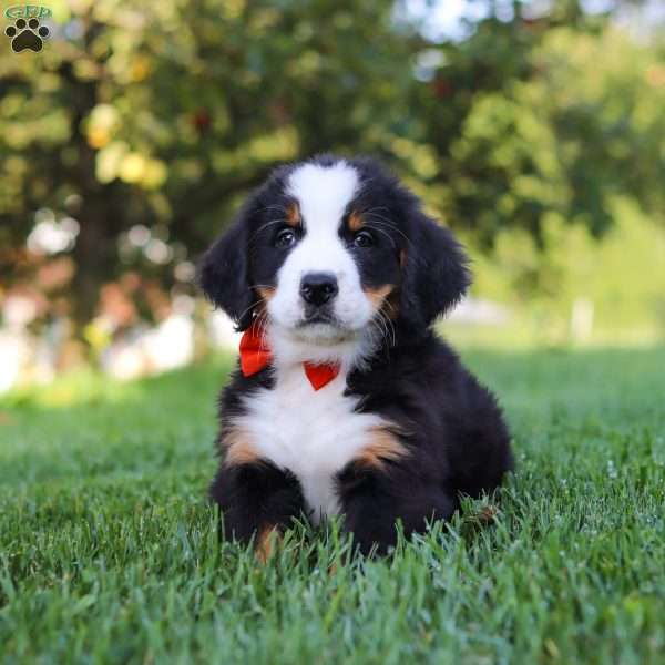 Toby, Bernese Mountain Dog Puppy