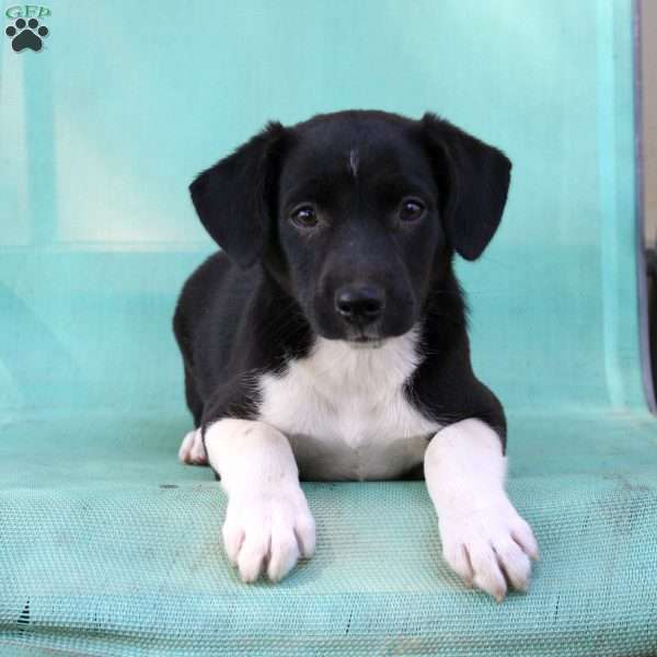 Tomahawk, Border Collie Mix Puppy