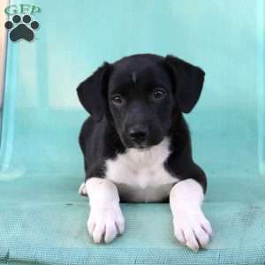 Tomahawk, Border Collie Mix Puppy