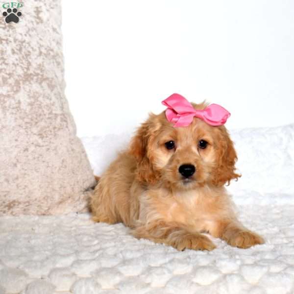 Tonya, Cockapoo Puppy