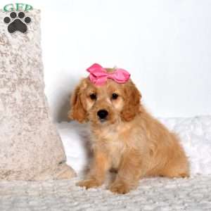 Tonya, Cockapoo Puppy