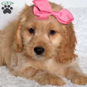 Tonya, Cockapoo Puppy