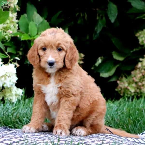 Tonya, Goldendoodle Puppy