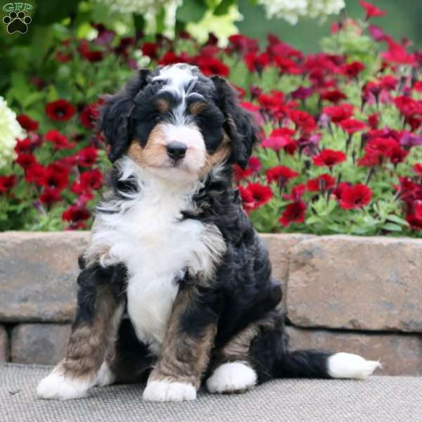 Tonya, Mini Bernedoodle Puppy
