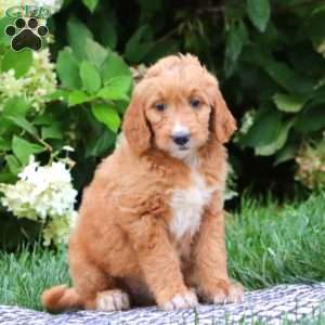 Tonya, Goldendoodle Puppy