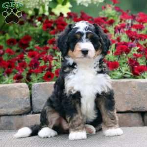 Tonya, Mini Bernedoodle Puppy