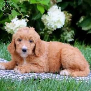Tonya, Goldendoodle Puppy