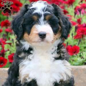 Tonya, Mini Bernedoodle Puppy