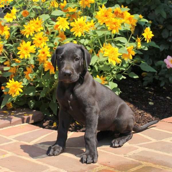 Tootsie, Great Dane Puppy