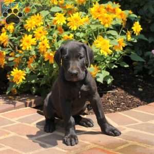 Tootsie, Great Dane Puppy