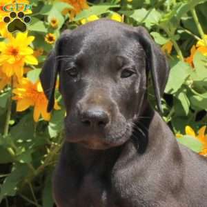 Tootsie, Great Dane Puppy