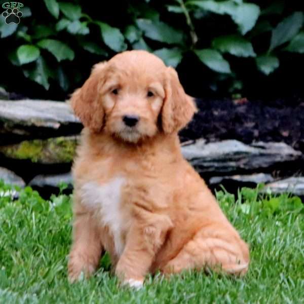 Tootsie, Goldendoodle Puppy