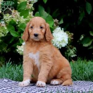 Tootsie, Goldendoodle Puppy