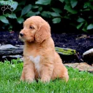 Tootsie, Goldendoodle Puppy
