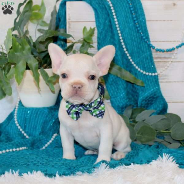 Torpedo, French Bulldog Puppy