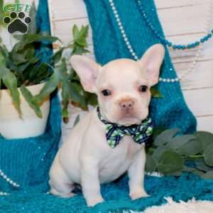 Torpedo, French Bulldog Puppy