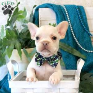 Torpedo, French Bulldog Puppy