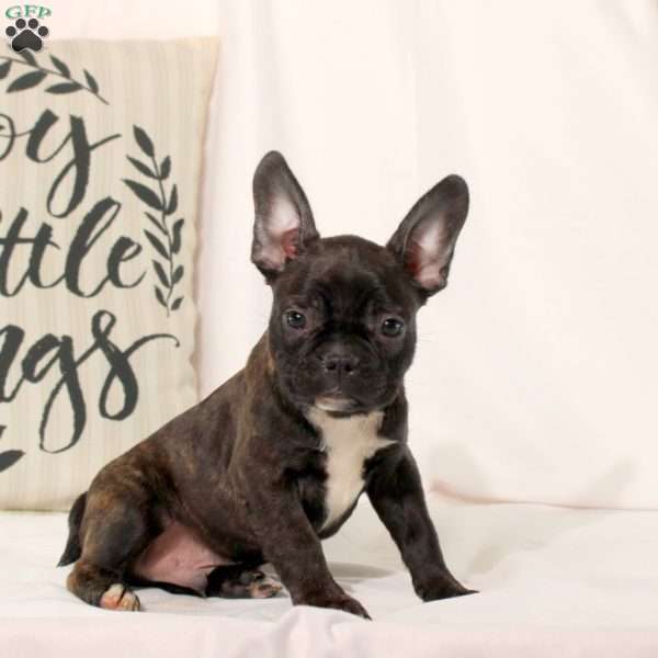 Tracker, Frenchton Puppy