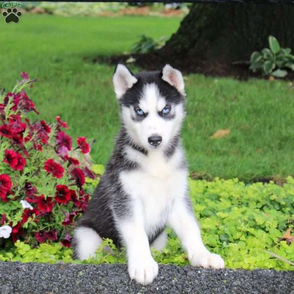 Tracker, Siberian Husky Puppy