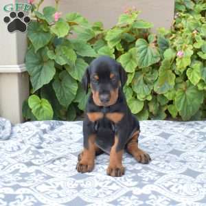 Tracker, Doberman Pinscher Puppy