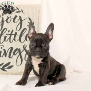 Tracker, Frenchton Puppy