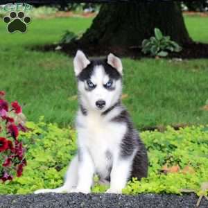 Tracker, Siberian Husky Puppy