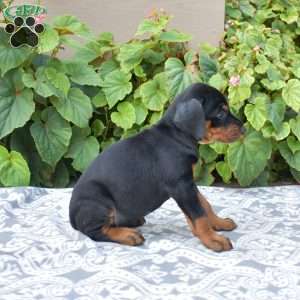 Tracker, Doberman Pinscher Puppy