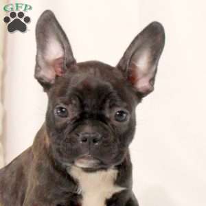 Tracker, Frenchton Puppy