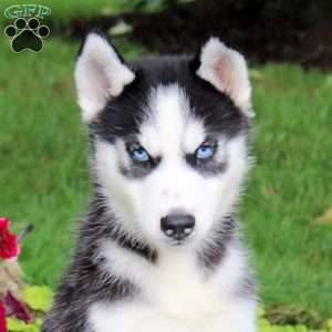 Tracker, Siberian Husky Puppy