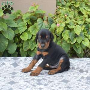 Tracker, Doberman Pinscher Puppy