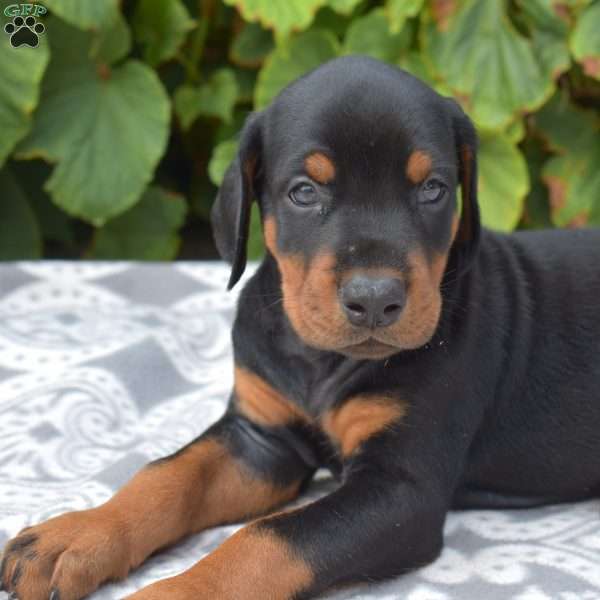 Tracker, Doberman Pinscher Puppy