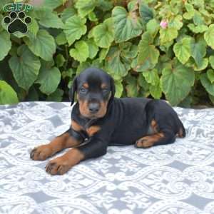 Tracker, Doberman Pinscher Puppy