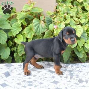 Tracker, Doberman Pinscher Puppy