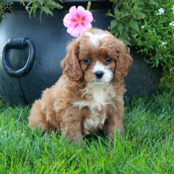 Tracy, Cavapoo Puppy