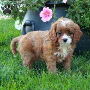 Tracy, Cavapoo Puppy