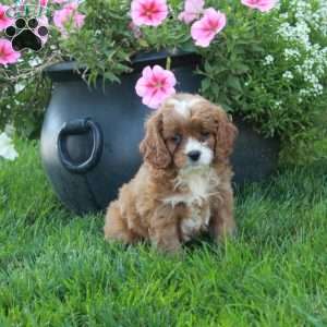 Tracy, Cavapoo Puppy