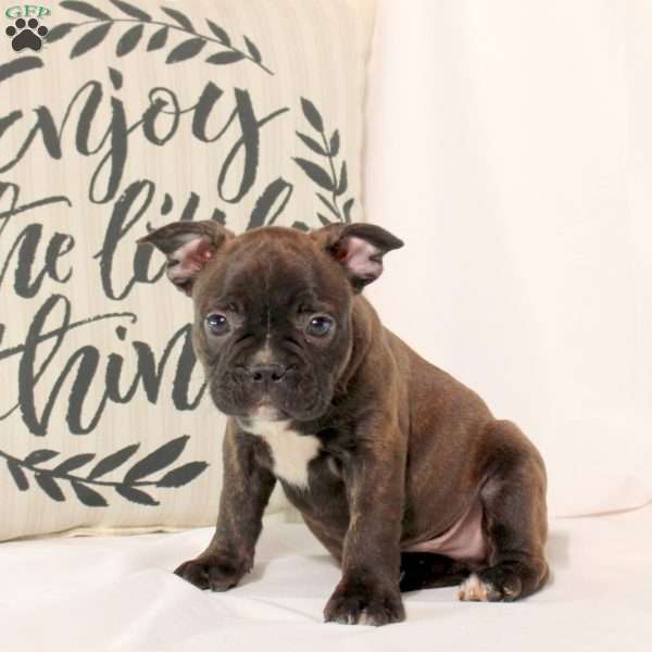 Travis, Frenchton Puppy