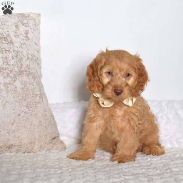 Travis, Cockapoo Puppy