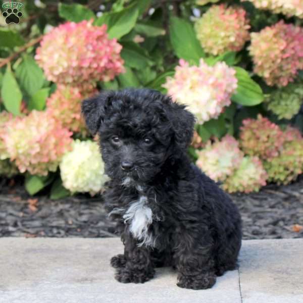 Travis, Yorkie Poo Puppy